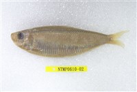 藏品(錘氏小砂(魚丁))的圖片